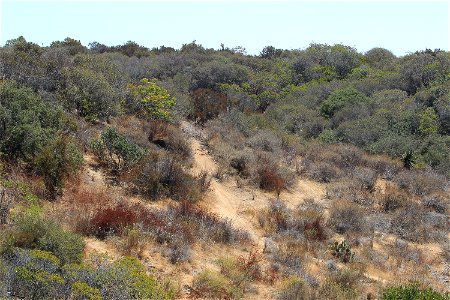 shrubland