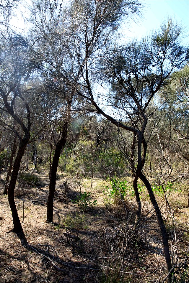 2022 site 1, SE cnr, tree 3