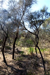 2022 site 1, SE cnr, tree 3