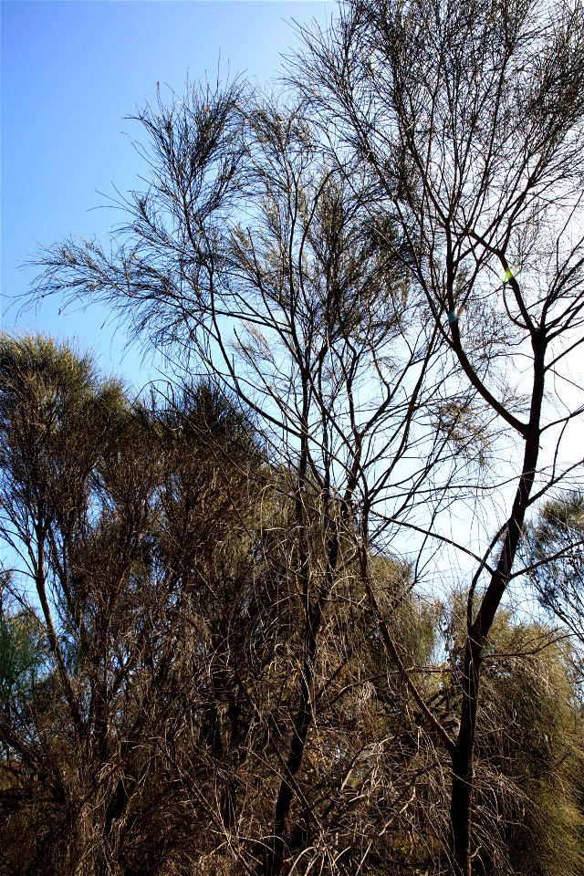 2022 site 1, SE cnr, tree 4 canopy
