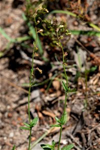 Gonocarpus tetragynus