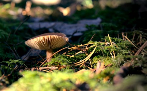 Mushroom in the morning sun photo