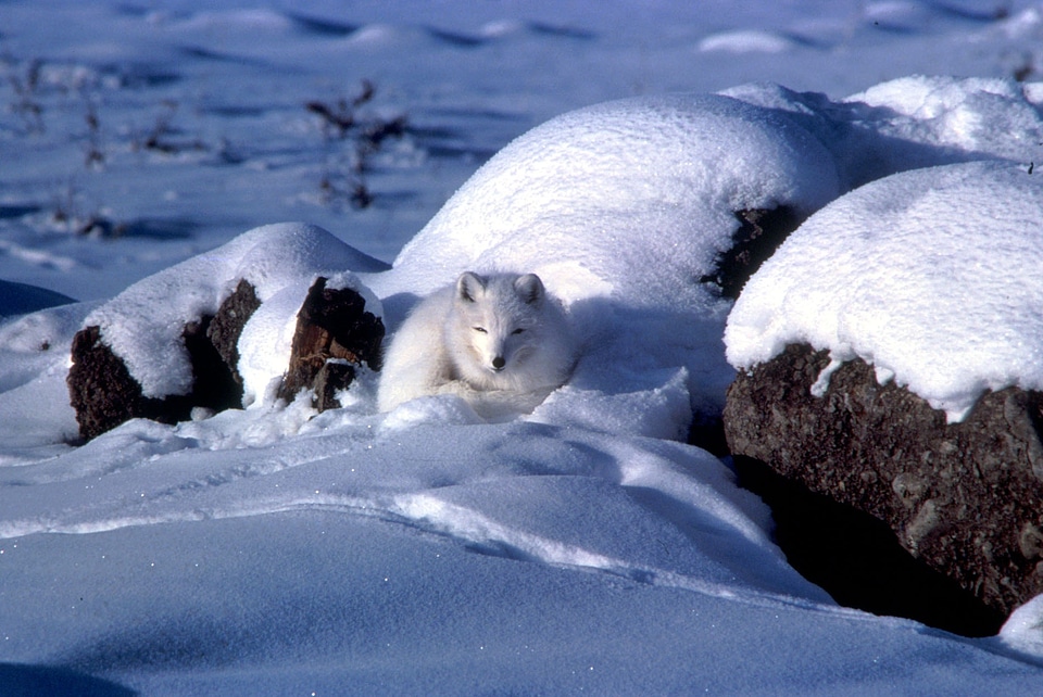 A chilly-looking arctic fox sitting on pressure ridge