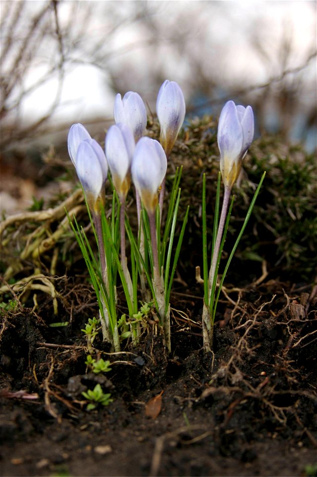First sign of Spring