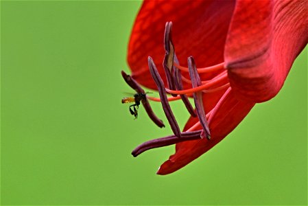 Hippeastrum puniceum - Azucena (2)