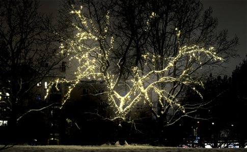 Tree in lights photo