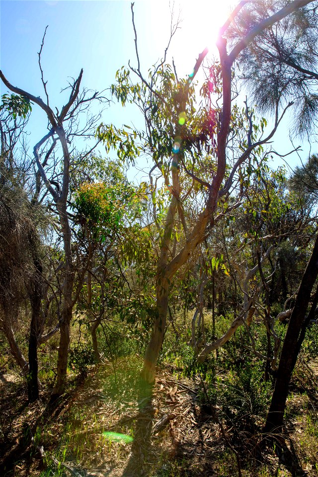 2022 site 1, NW cnr Tree 5 canopy