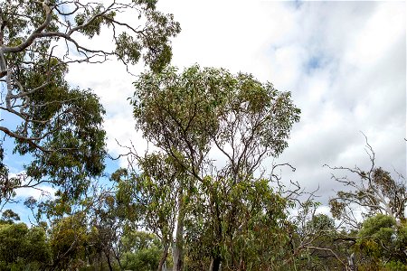 Tree 5 SE cnr - canopy