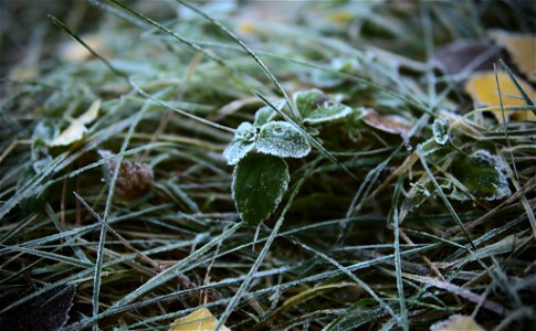 Frosty grass. photo