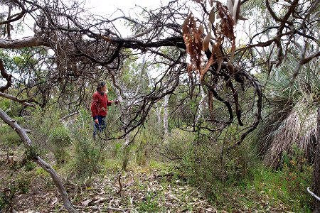2022 site 2, Marker 3 Tree 5