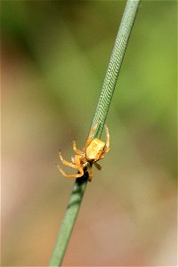 Araneidae - Orb-weaver photo 2 photo