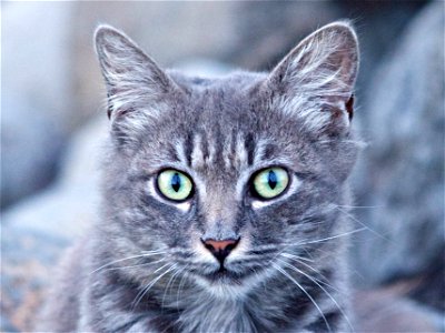 Chat tigré