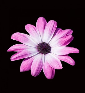 Beautiful purple, pink daisy flower isolated on black background photo