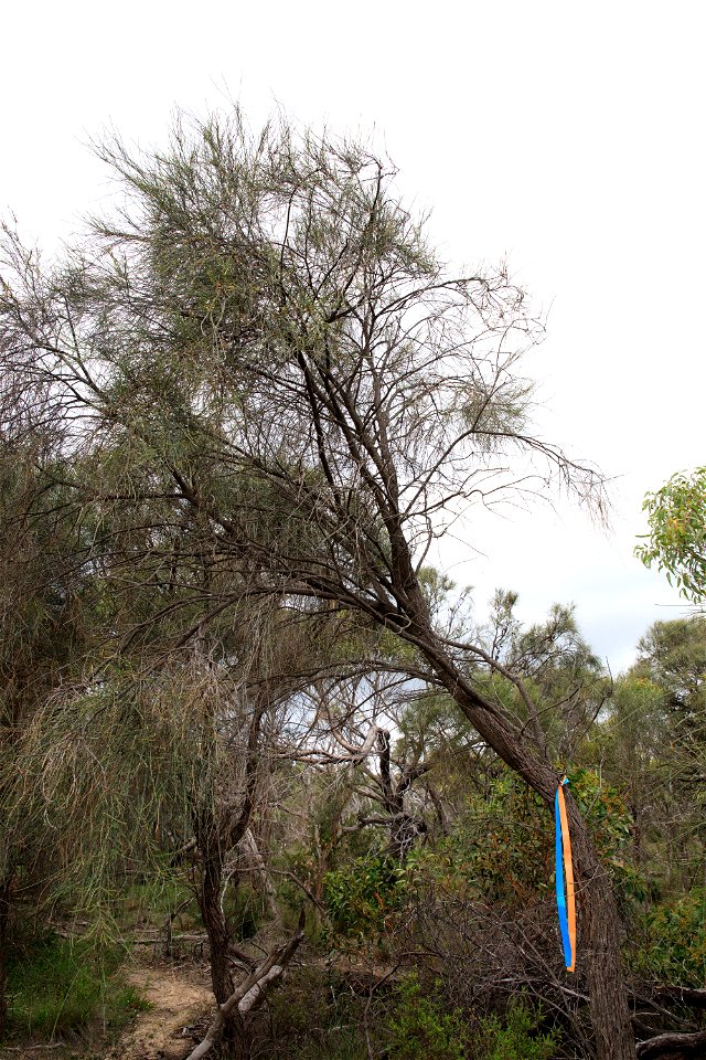 2022 Site 2 Marker 7  Tree 1 canopy