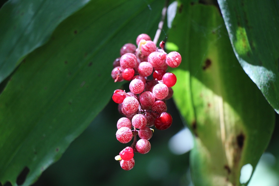 Holly with bright red berries
