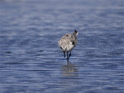 Bécasseau Sanderling (La Réunion)