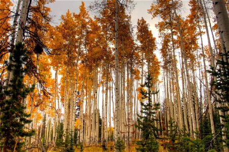FallAspens-UintaWasatchCache-001