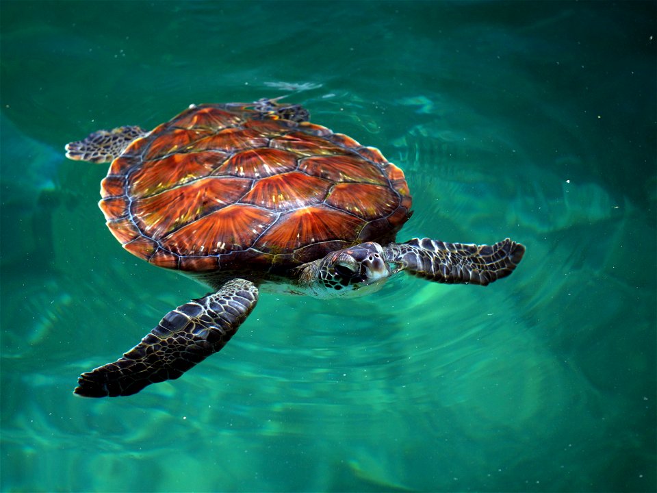 Tortue verte (La Réunion)