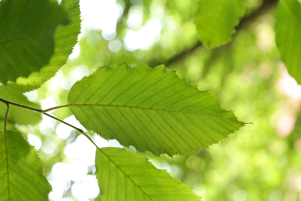 Carpinus betulus white beech horn tree