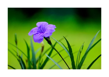 Ruellia blue flower photo