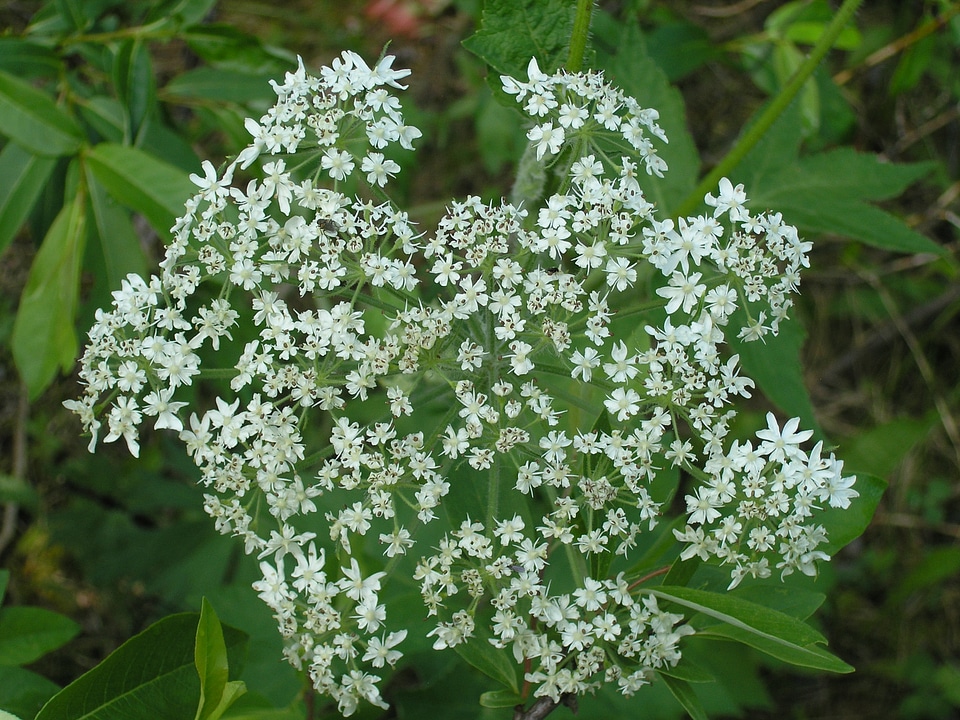 Wildflowers Hikes in Smoky Mountains