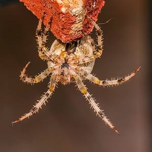 Araneus diadematus arachnida spiders