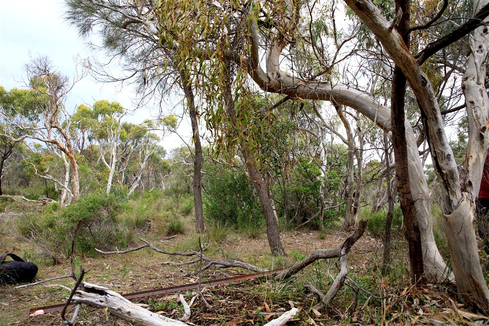 2022 Site 2, Marker 3 Tree 4