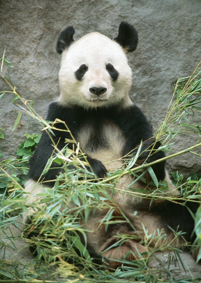 Giant panda bear in Bamboo