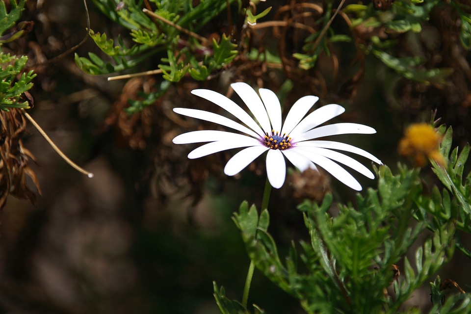 White cape daisy osteospermum ecklonis asteroideae
