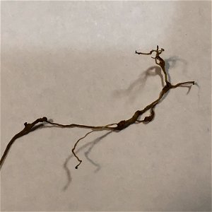 Nodules on dandelion root system