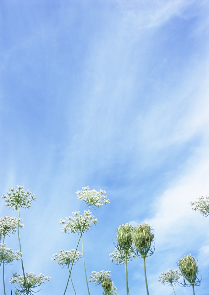 Summer wildflowers Cow Parsley during sunrise