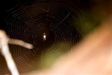 spider-web