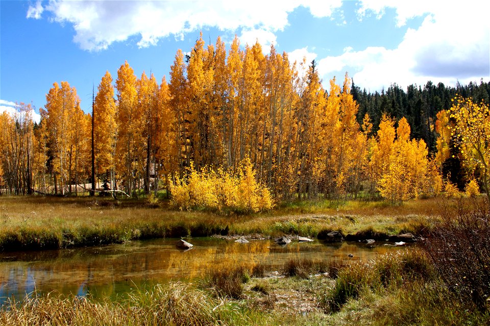 Landscape-DixieNF-90892
