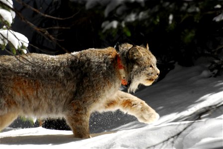 CollaredLynx-Colorado-001