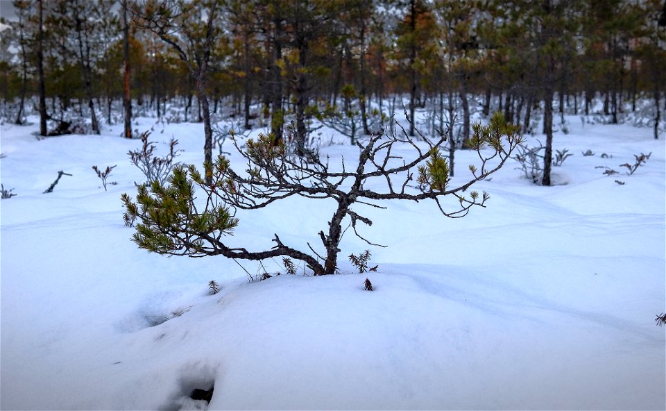 Small tree photo