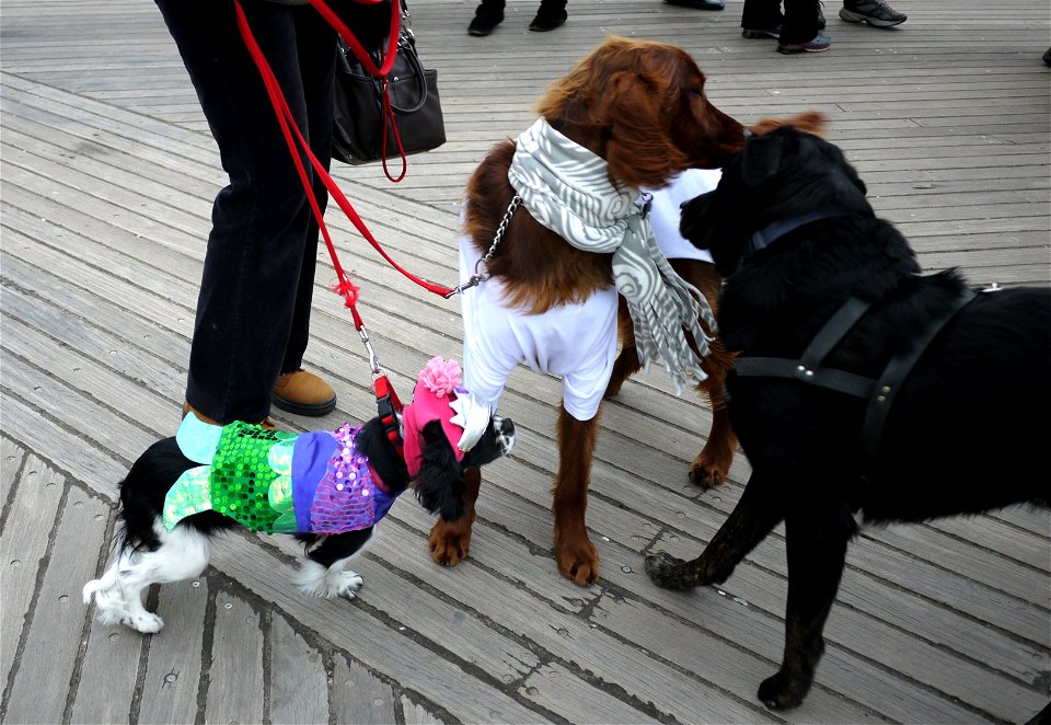 Dogs and owners mix and mingle on the Coney Island Boardwalk photo
