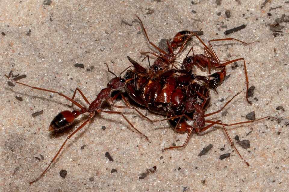 Ants and cockroach prey