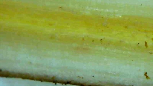 Dandelion root and stem cross sections under magnification