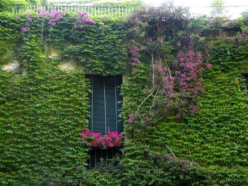 Inghiottita dal verde