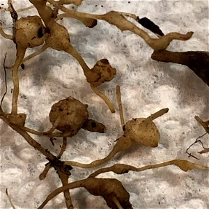 Nodules on dandelion root system