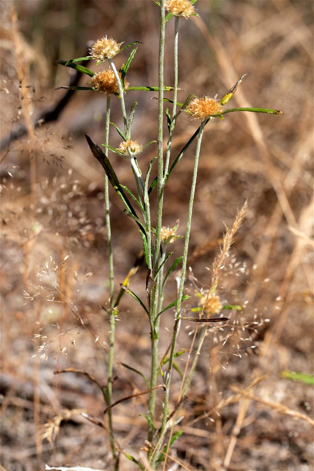 Euchiton involucratus/sphericus?