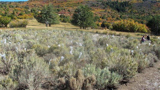SagebrushDataCollection-Utah-001
