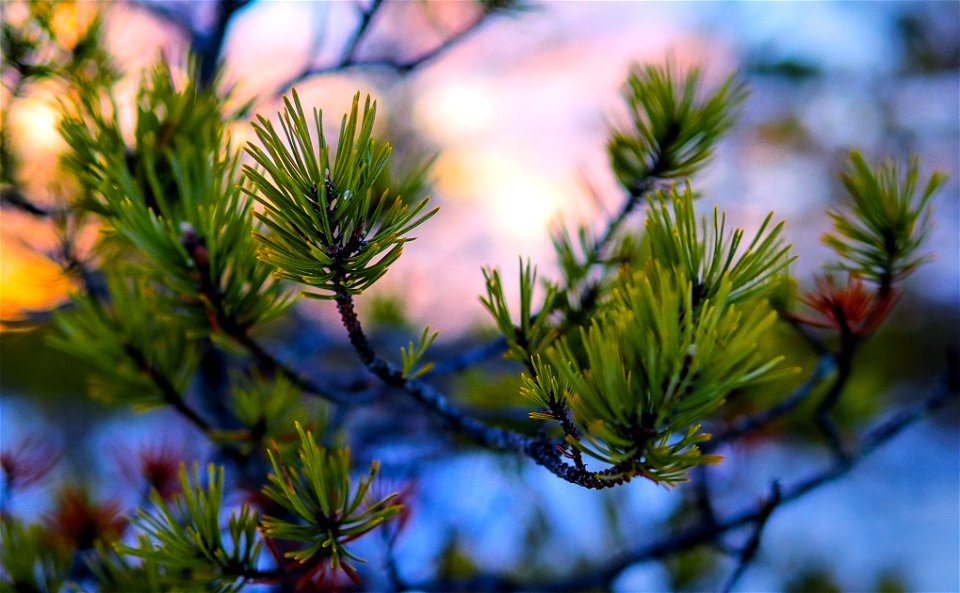 Colorful pine twig