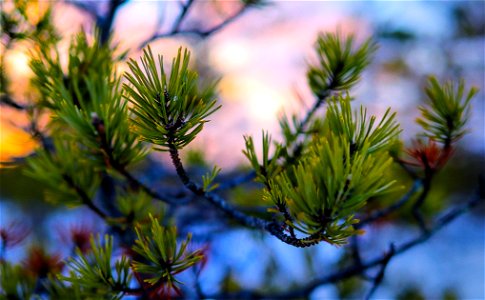 Colorful pine twig photo