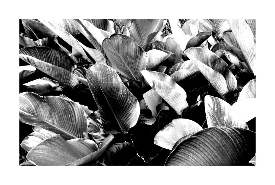 Leaves photo