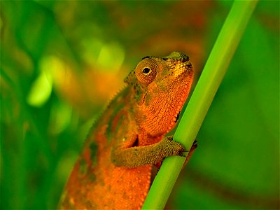 Endormi femelle ( La Réunion )