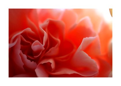 Rose petals closeup