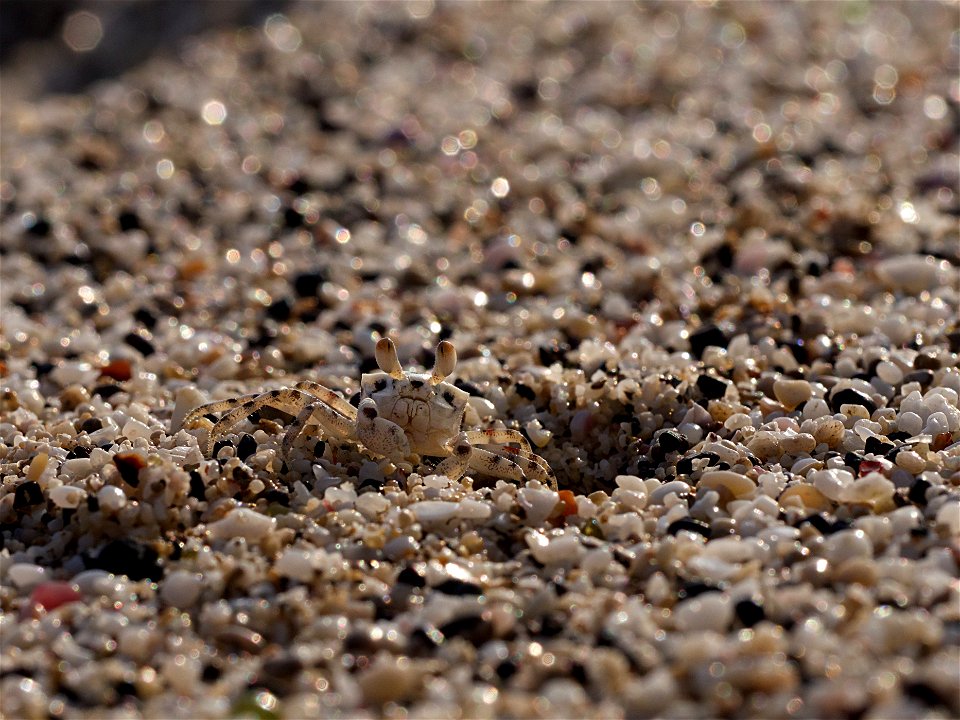 Crabe fantôme (La Réunion)