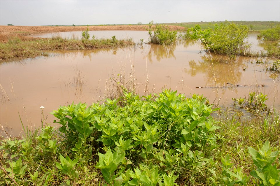 Stock ponds on Birdwell Clark ranch help cattle get water in pasturelands.