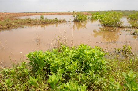Stock ponds on Birdwell Clark ranch help cattle get water in pasturelands.